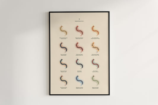 Centipede Series 1 Poster from The Silk Ranch