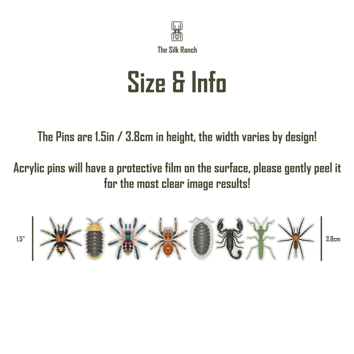 Amma Jewel Tarantula (Typhochlaena amma) Acrylic Pin from The Silk Ranch / The Morph Archive
