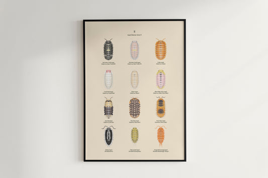 Isopod Series 4 Poster from The Silk Ranch