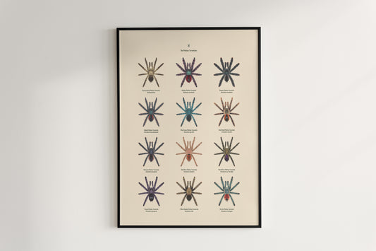 Pinktoe tarantula art poster featuring detailed, vibrant illustrations of the Pinktoe Tarantula by The Silk Ranch.