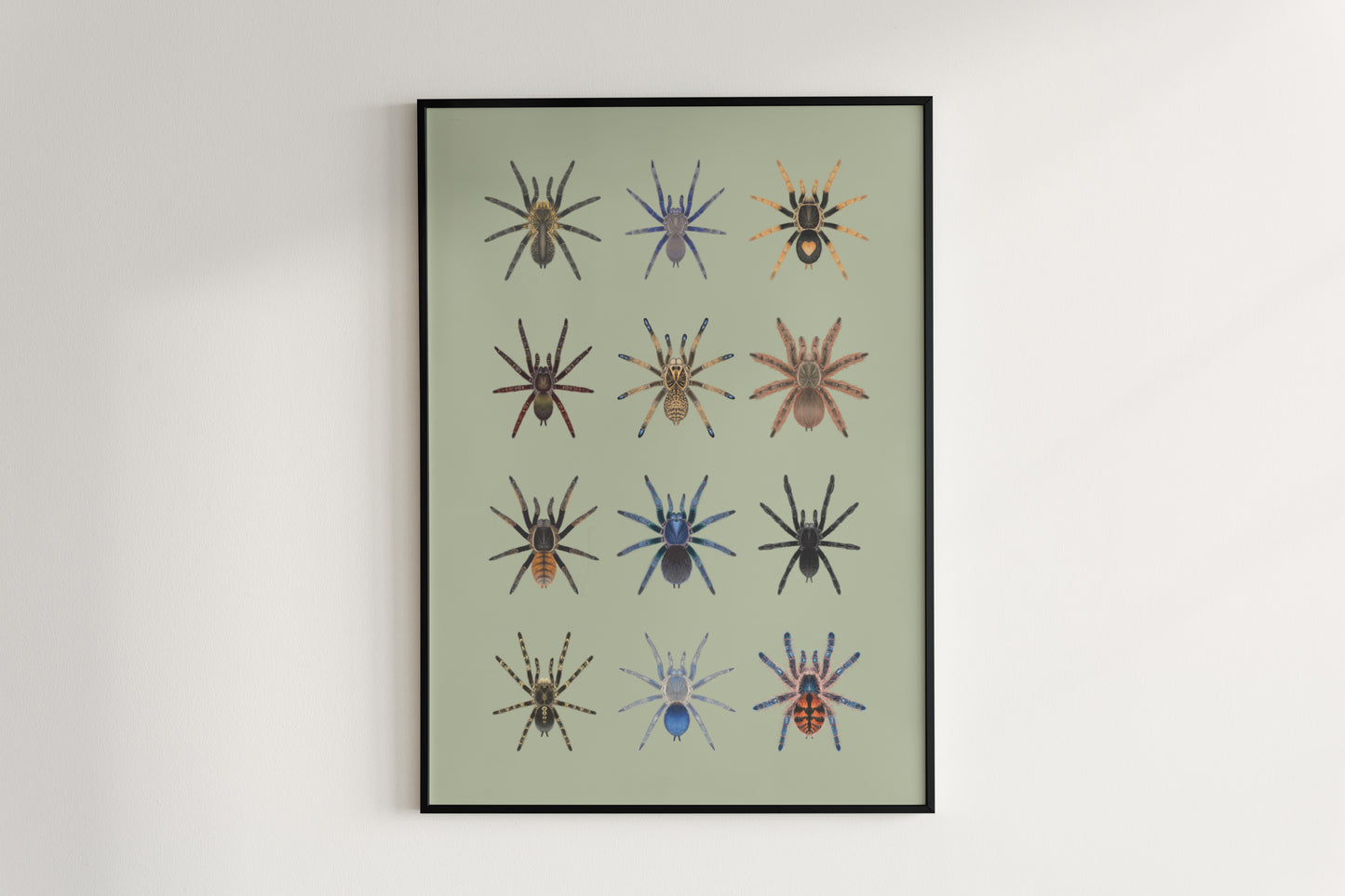 Tarantula Collection: Series 10 Poster from The Silk Ranch