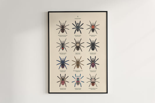 Tarantulas of Brazil I Poster from The Silk Ranch