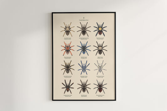Tarantula Collection: Series I Poster from The Silk Ranch