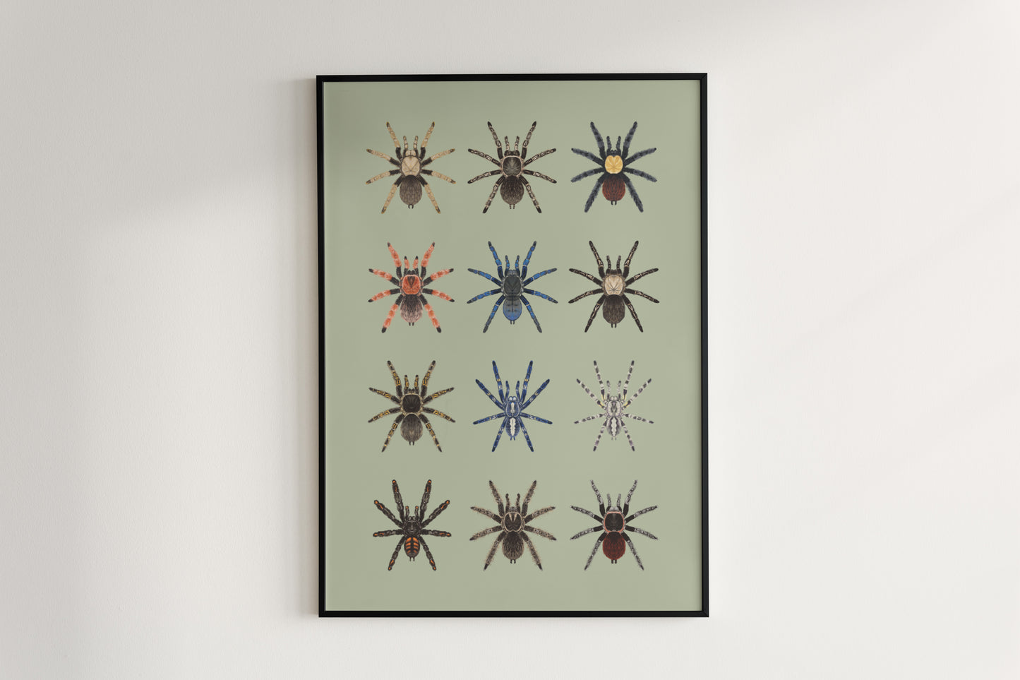 Tarantula Collection: Series 1 Poster from The Silk Ranch