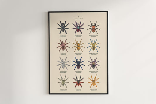 Tarantula Collection: Series II Poster from The Silk Ranch