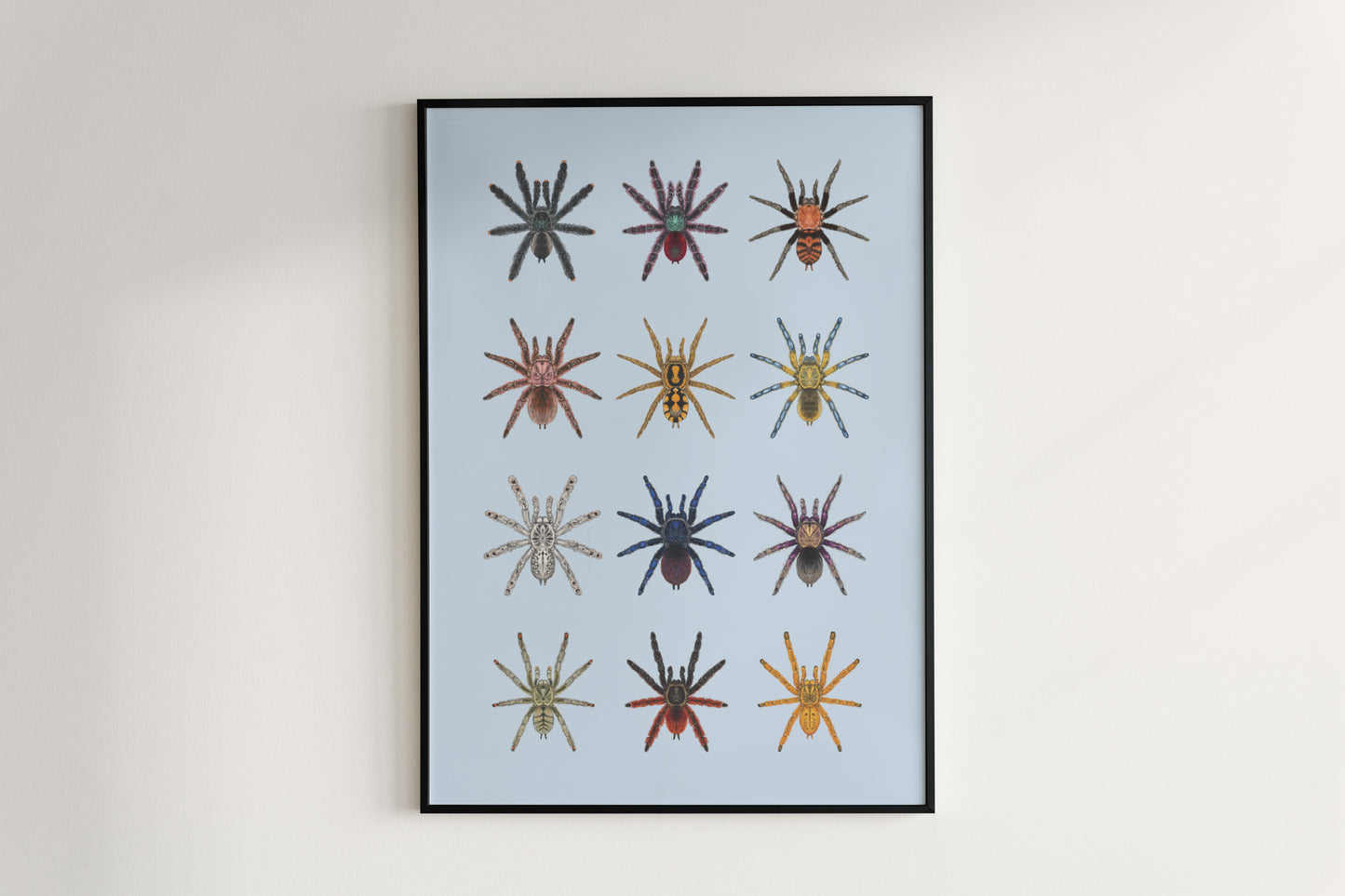 Tarantula Collection: Series 2 Poster from The Silk Ranch