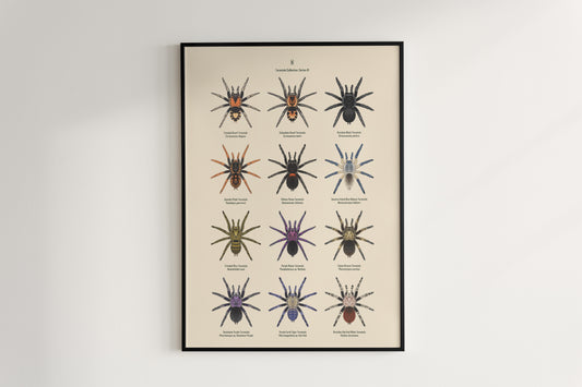 Tarantula Collection: Series III Poster from The Silk Ranch