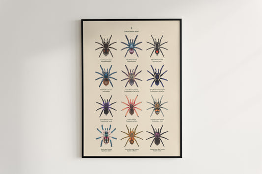 Tarantula Collection: Series V Poster from The Silk Ranch