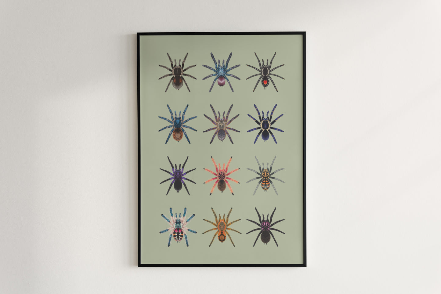 Tarantula Collection: Series 5 Poster from The Silk Ranch