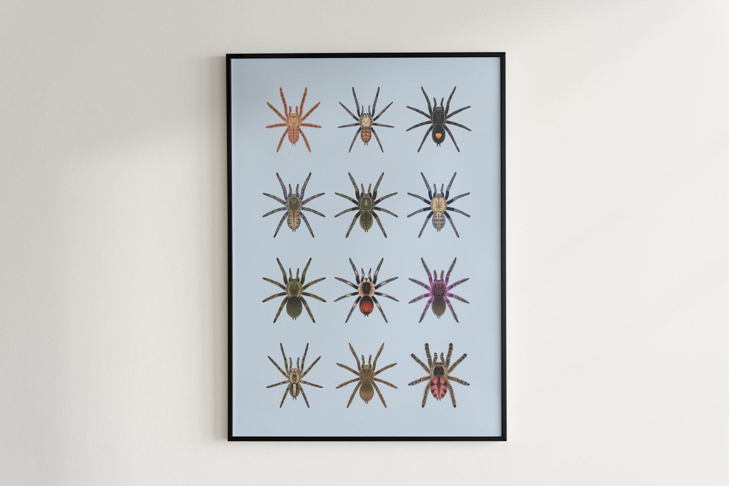 Tarantula Collection: Series 7 Poster from The Silk Ranch