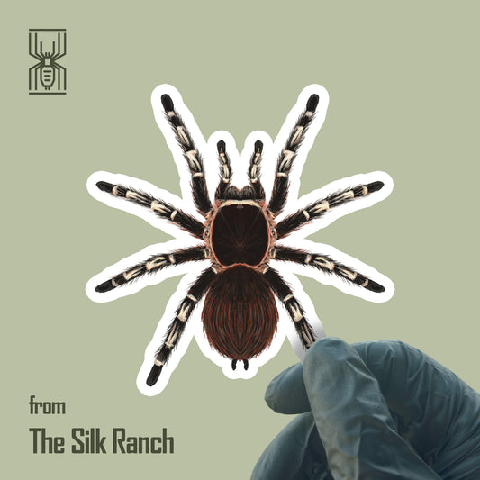 Giant White Knee Tarantula Sticker, Acanthoscurria Geniculata Waterproof Vinyl Sticker from The Silk Ranch