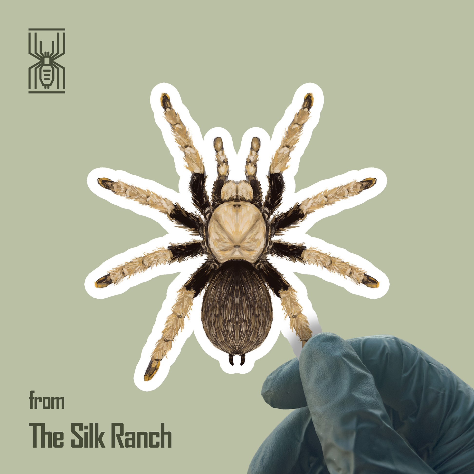Arizona Blonde Tarantula Sticker, Aphonopelma Chalcodes Waterproof Vinyl Sticker from The Silk Ranch