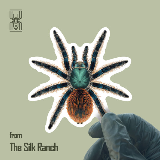 Jade Fuego Tarantula Sticker, Aphonopelma Mooreae Waterproof Vinyl Sticker from The Silk Ranch