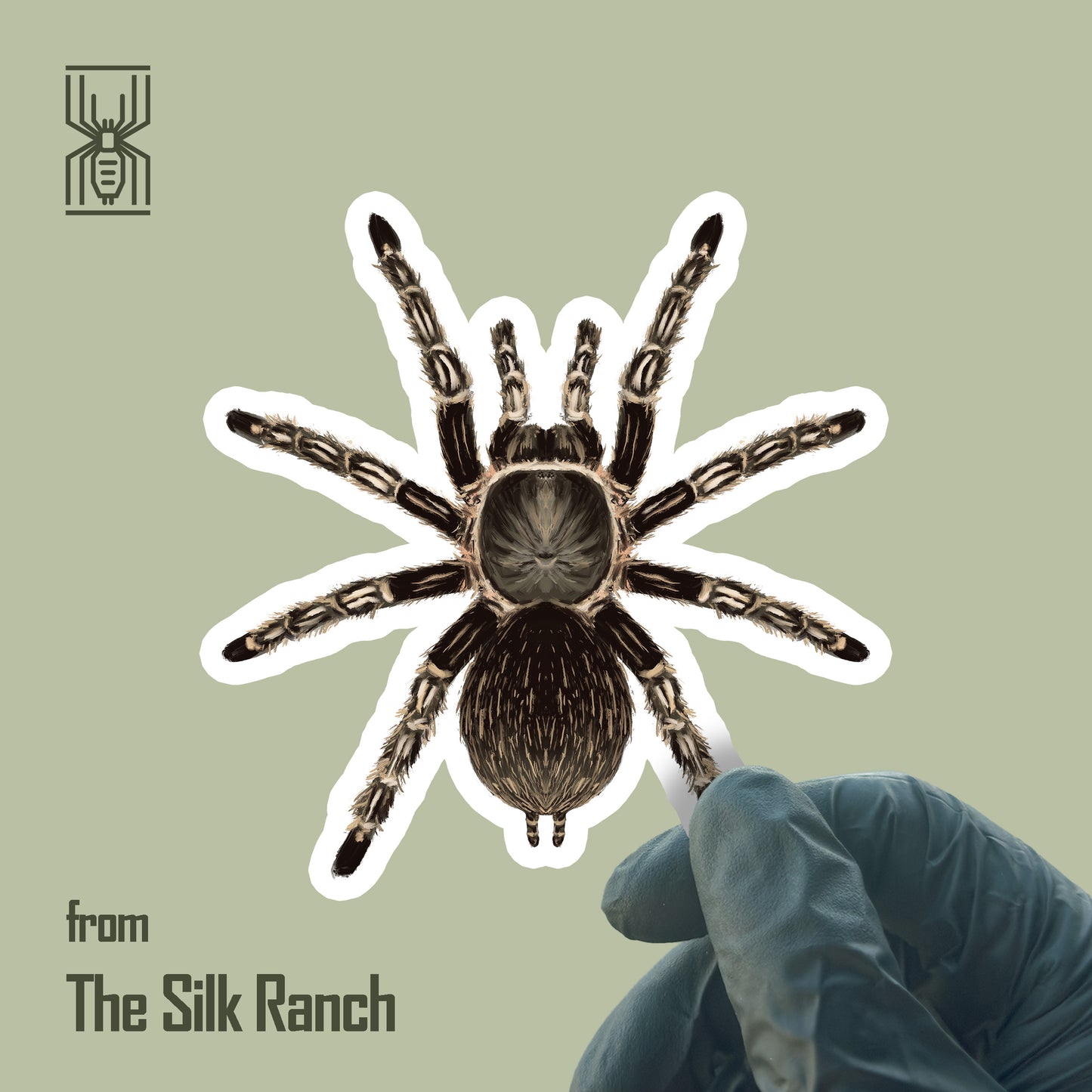Costa Rican Zebra Tarantula sticker featuring Aphonopelma seemanni, waterproof vinyl design from The Silk Ranch.