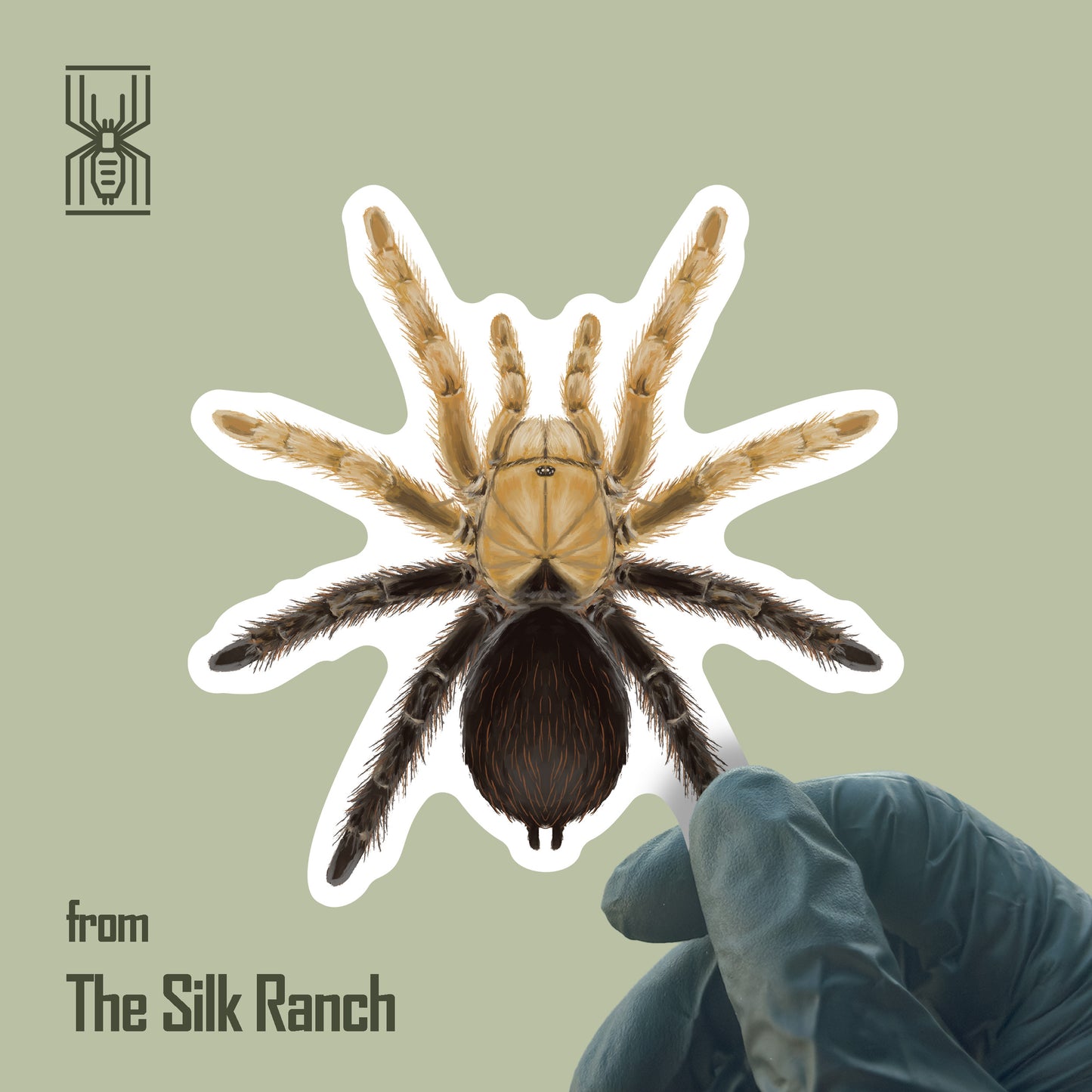 Waterproof vinyl sticker of Desert Diamondback Tarantula, Aphonopelma sp. with diamondback pattern from The Silk Ranch.