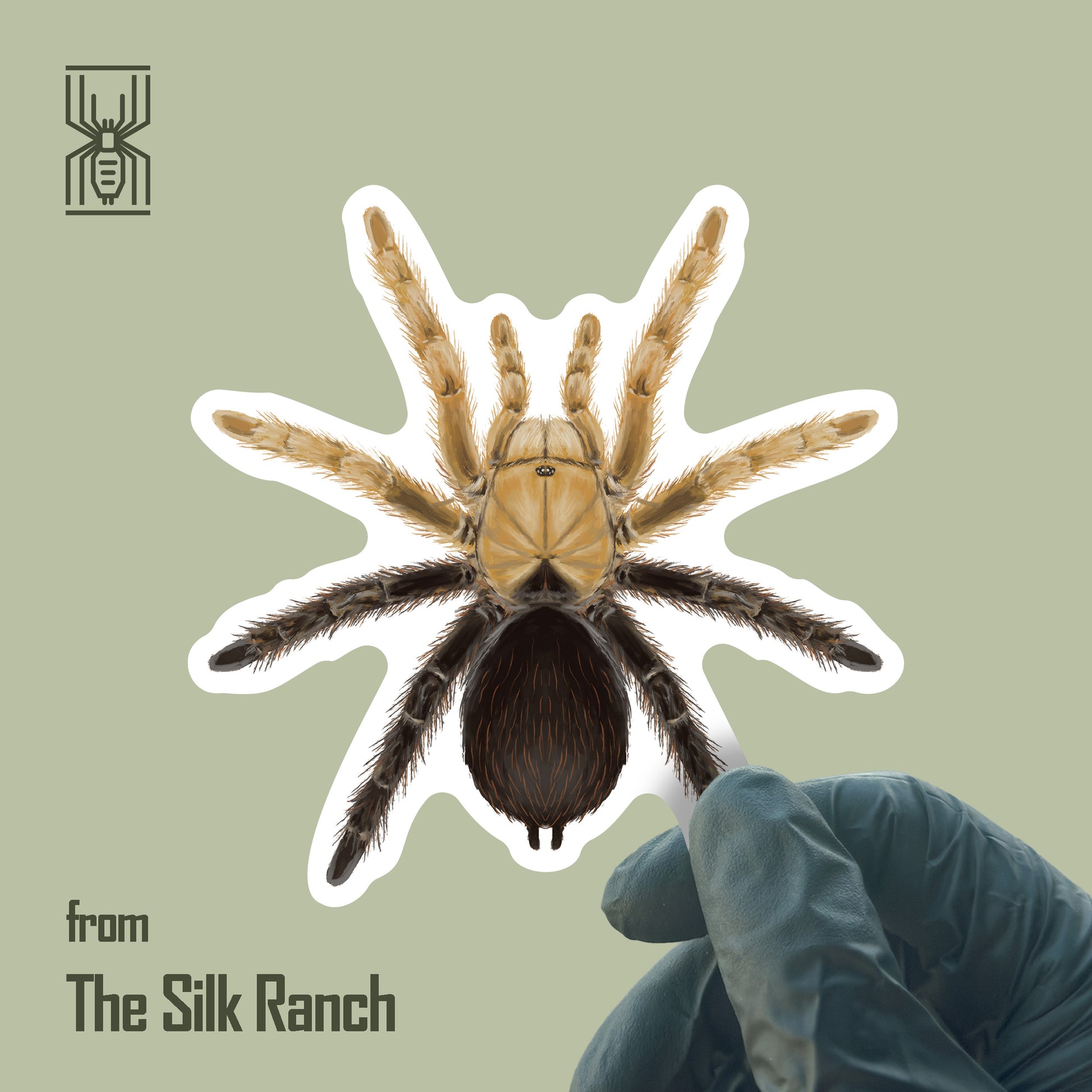 Waterproof vinyl sticker of Desert Diamondback Tarantula, Aphonopelma sp. with diamondback pattern from The Silk Ranch.