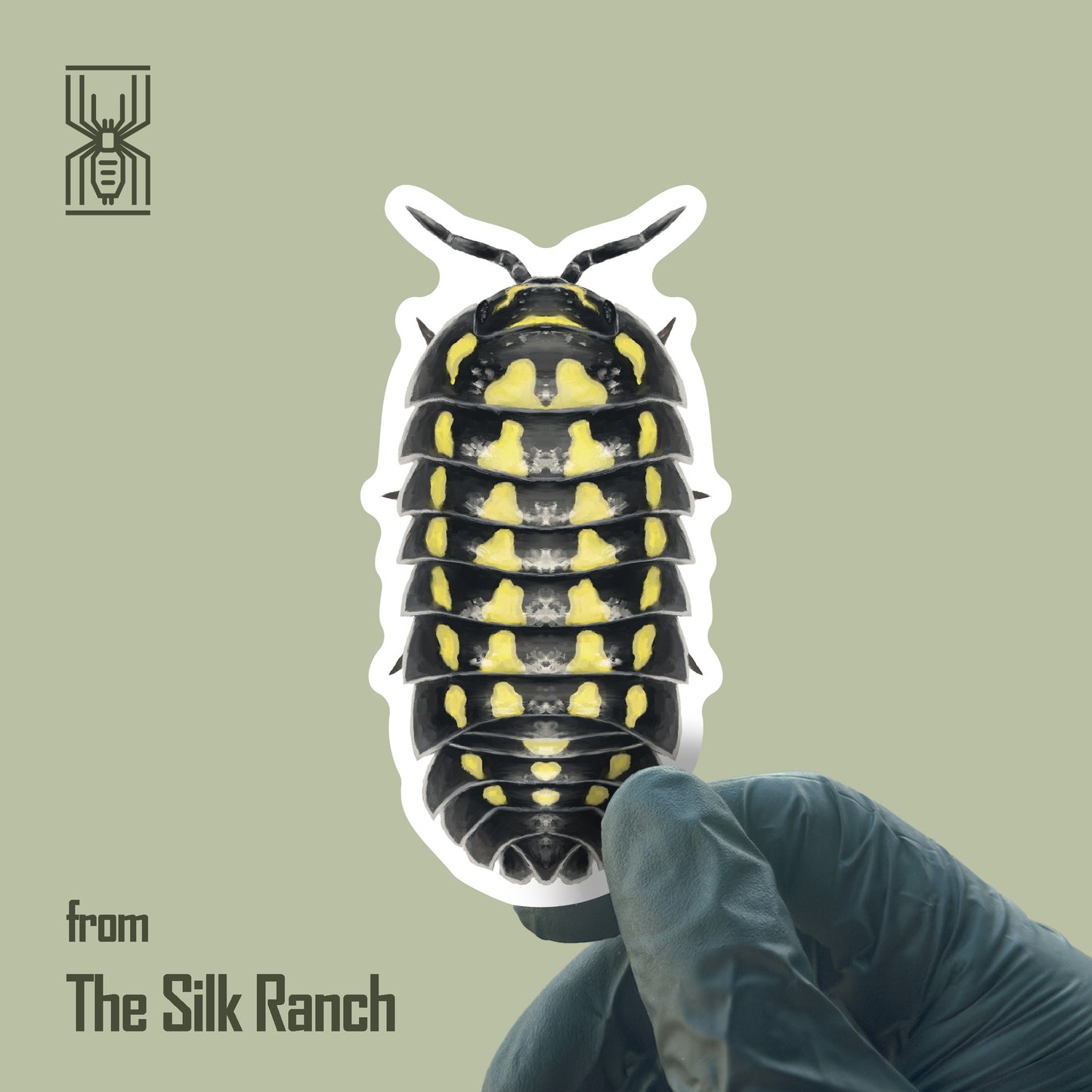 Gestroi Isopod Sticker, Armadillidium Gestroi Waterproof Vinyl Sticker from The Silk Ranch