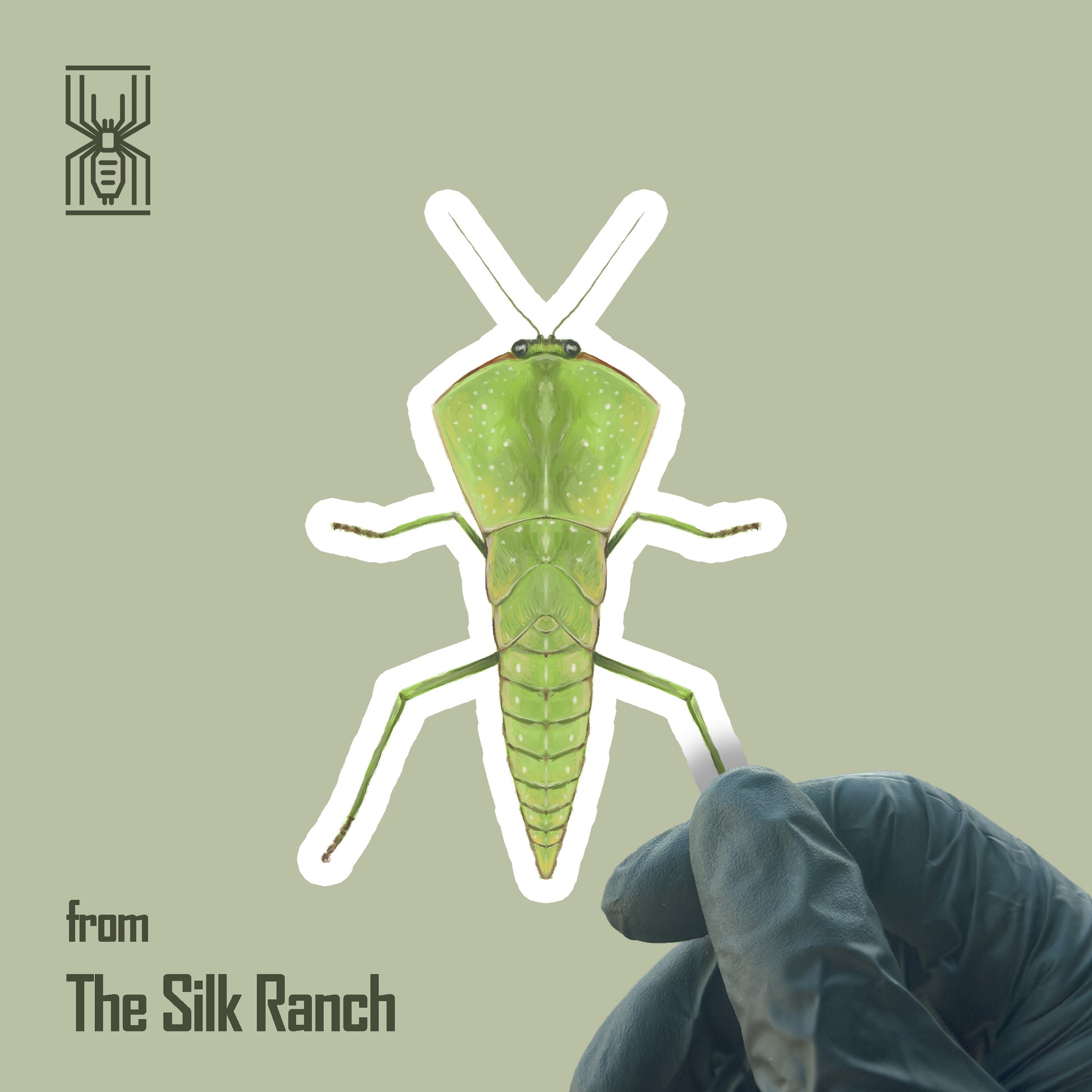 Chinese Shield Mantis Sticker, Asiadodis Yunnanensis Waterproof Vinyl Sticker from The Silk Ranch