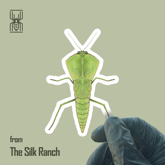 Chinese Shield Mantis Sticker, Asiadodis Yunnanensis Waterproof Vinyl Sticker from The Silk Ranch