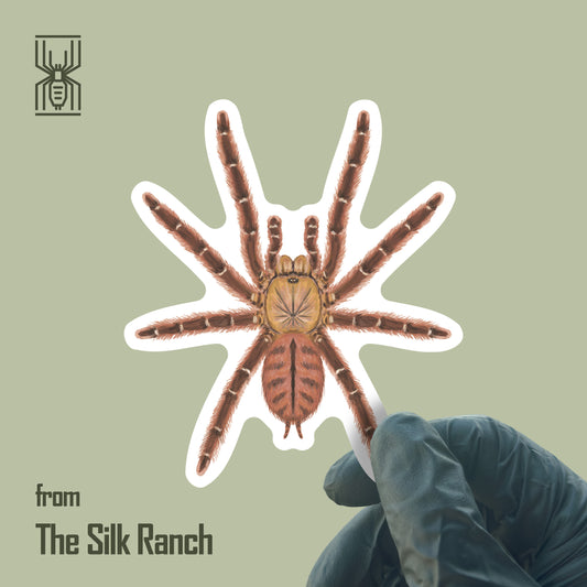 Peach Earth Tiger Tarantula Sticker, Aspinochilus Rufus Waterproof Vinyl Sticker from The Silk Ranch