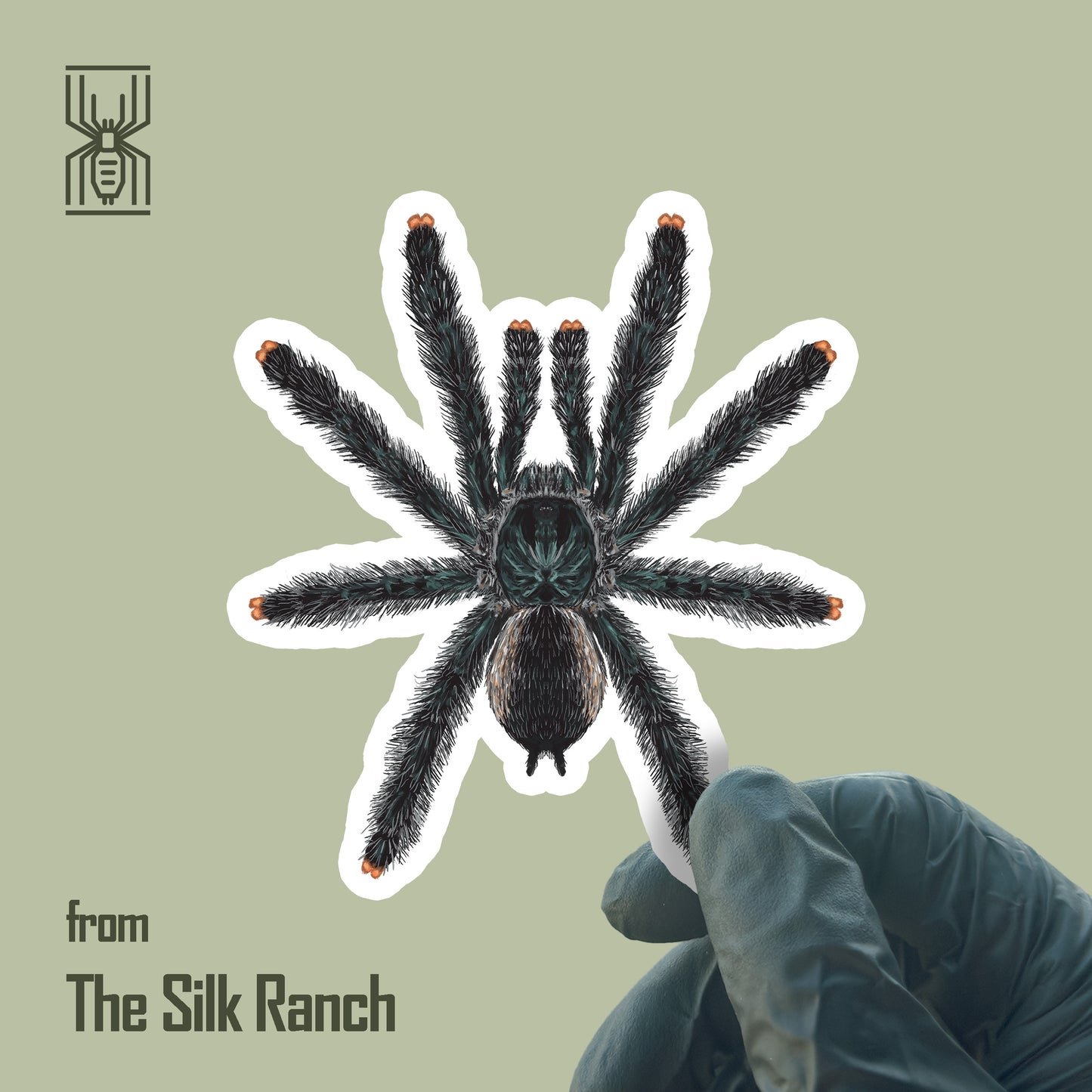 Guyana Pinktoe Tarantula Sticker, Avicularia Avicularia Waterproof Vinyl Sticker from The Silk Ranch