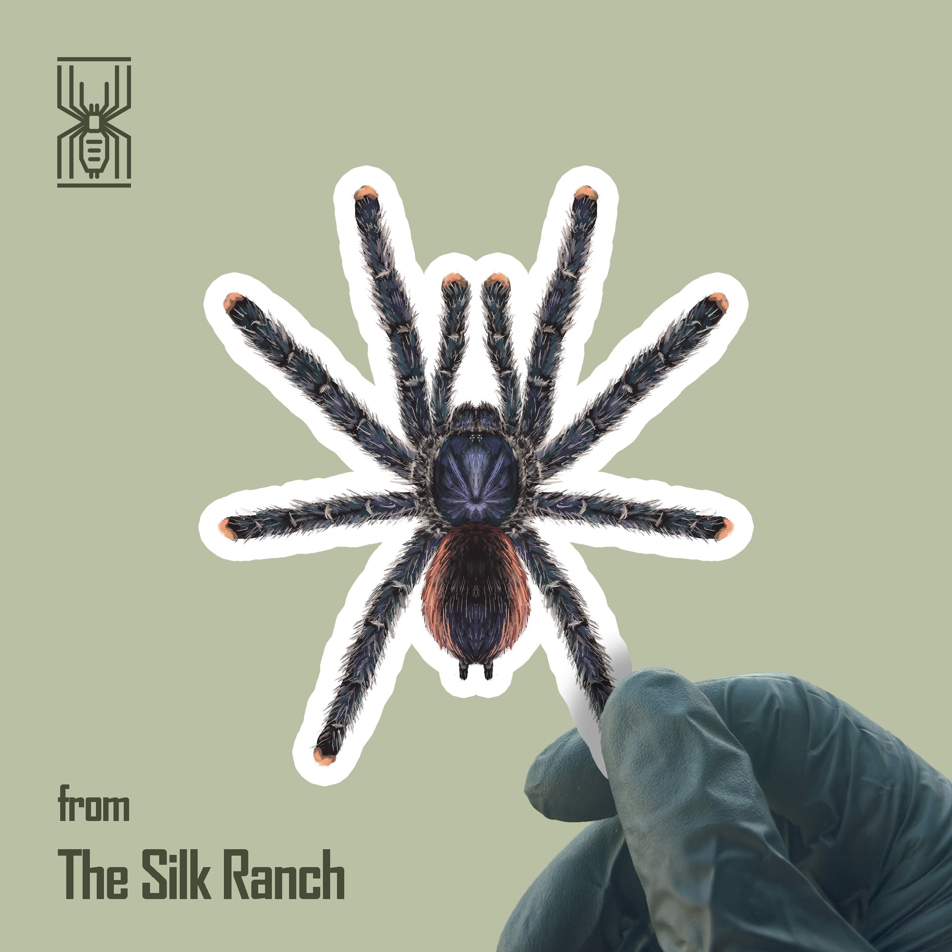 Peruvian Pinktoe Tarantula sticker featuring Avicularia juruensis, waterproof vinyl material, detailed arachnid illustration.