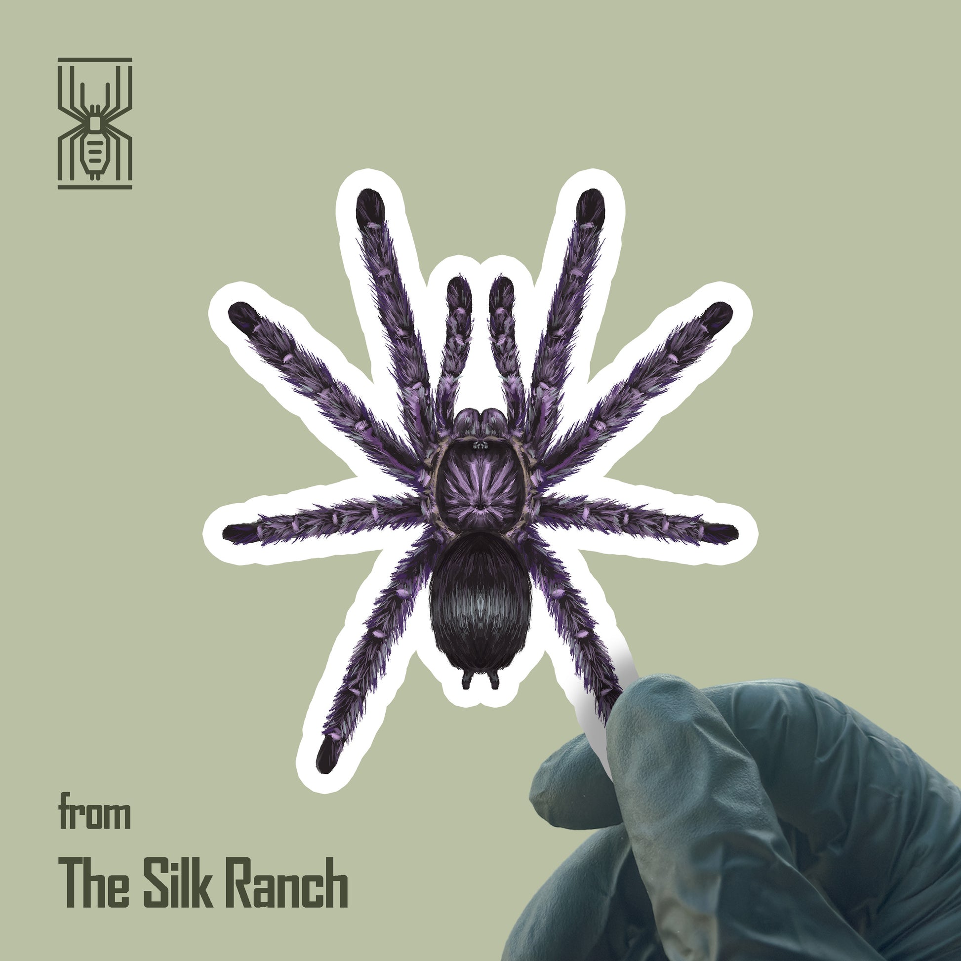 Purple Pinktoe Tarantula Sticker, Avicularia Purpurea Waterproof Vinyl Sticker from The Silk Ranch