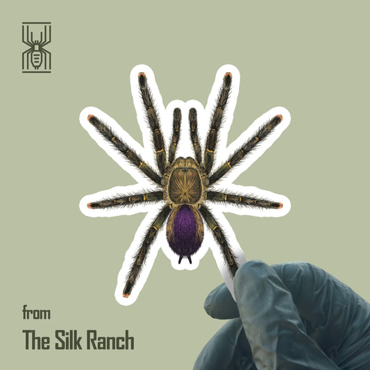 Mardi Gras Pinktoe Tarantula Sticker, Avicularia sp. Pucallpa Waterproof Vinyl Sticker from The Silk Ranch