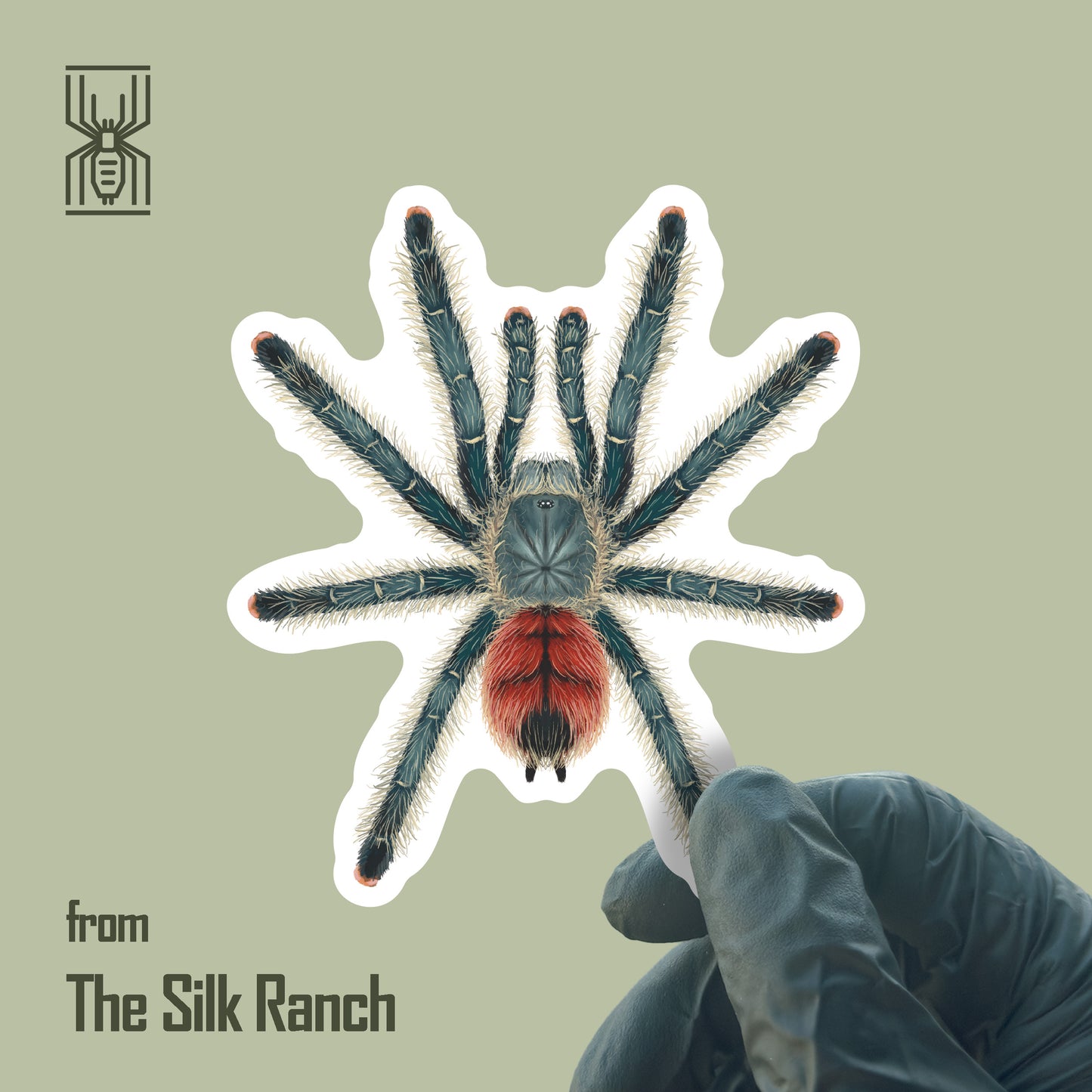 Pinktoe tarantula sticker featuring Avicularia variegata design on waterproof vinyl, ideal for decorating or labeling.