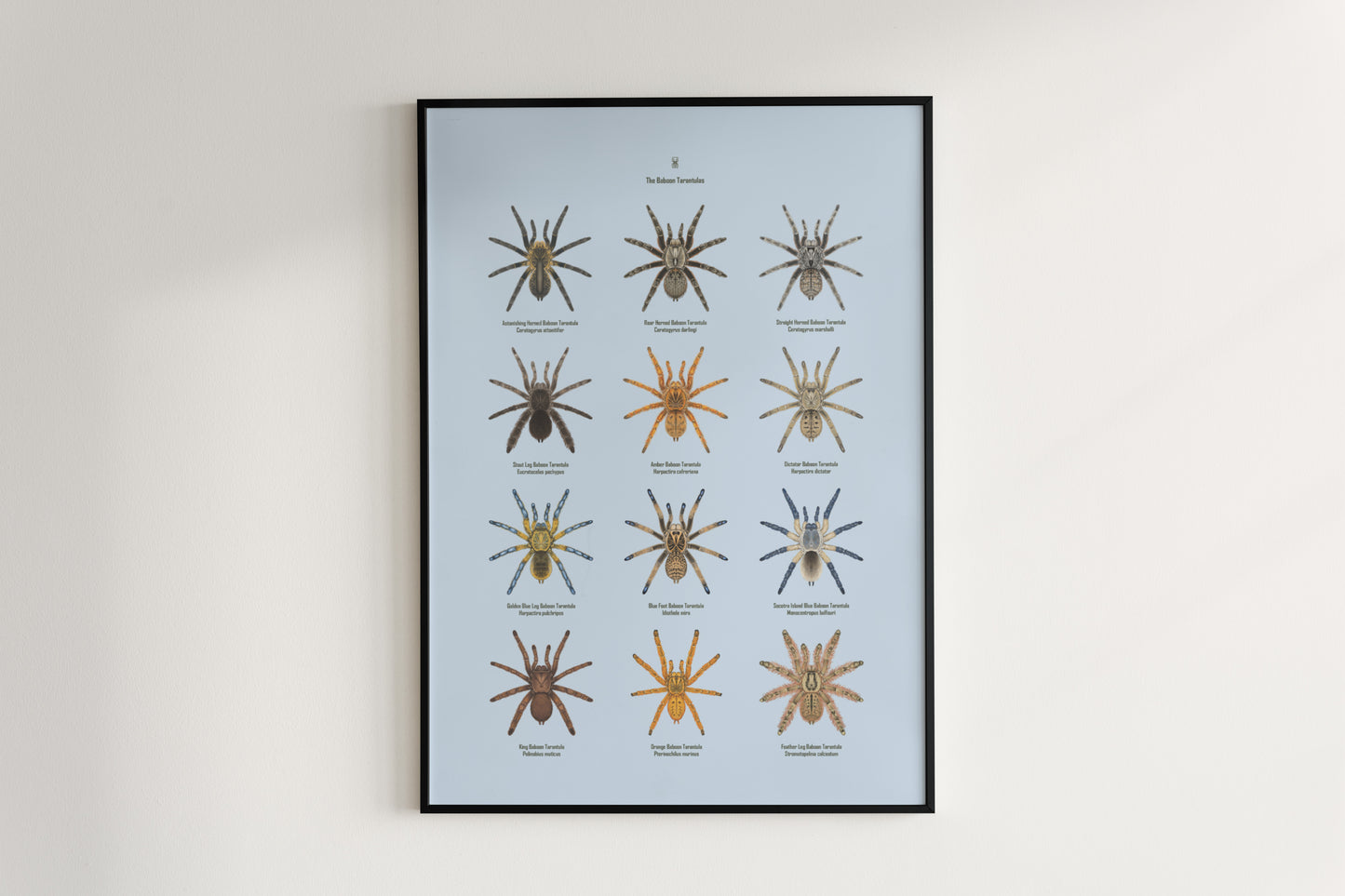 The Baboon Tarantulas Poster from The Silk Ranch