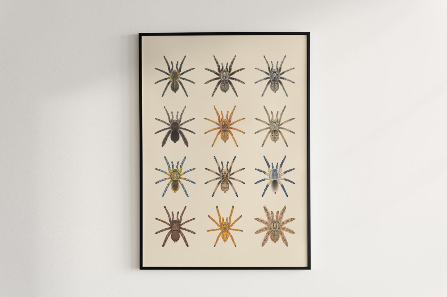 The Baboon Tarantulas Poster from The Silk Ranch