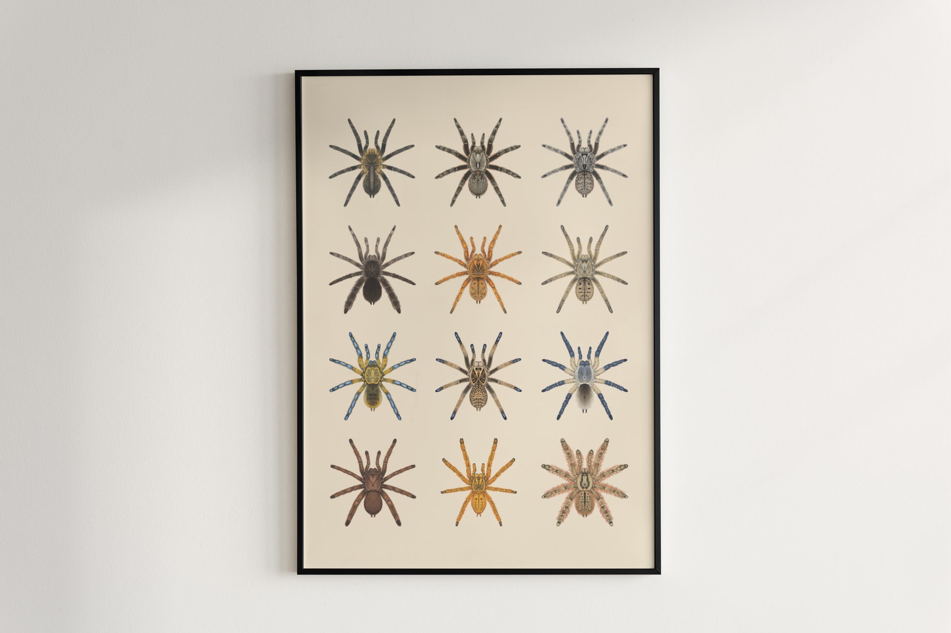 The Baboon Tarantulas Poster from The Silk Ranch