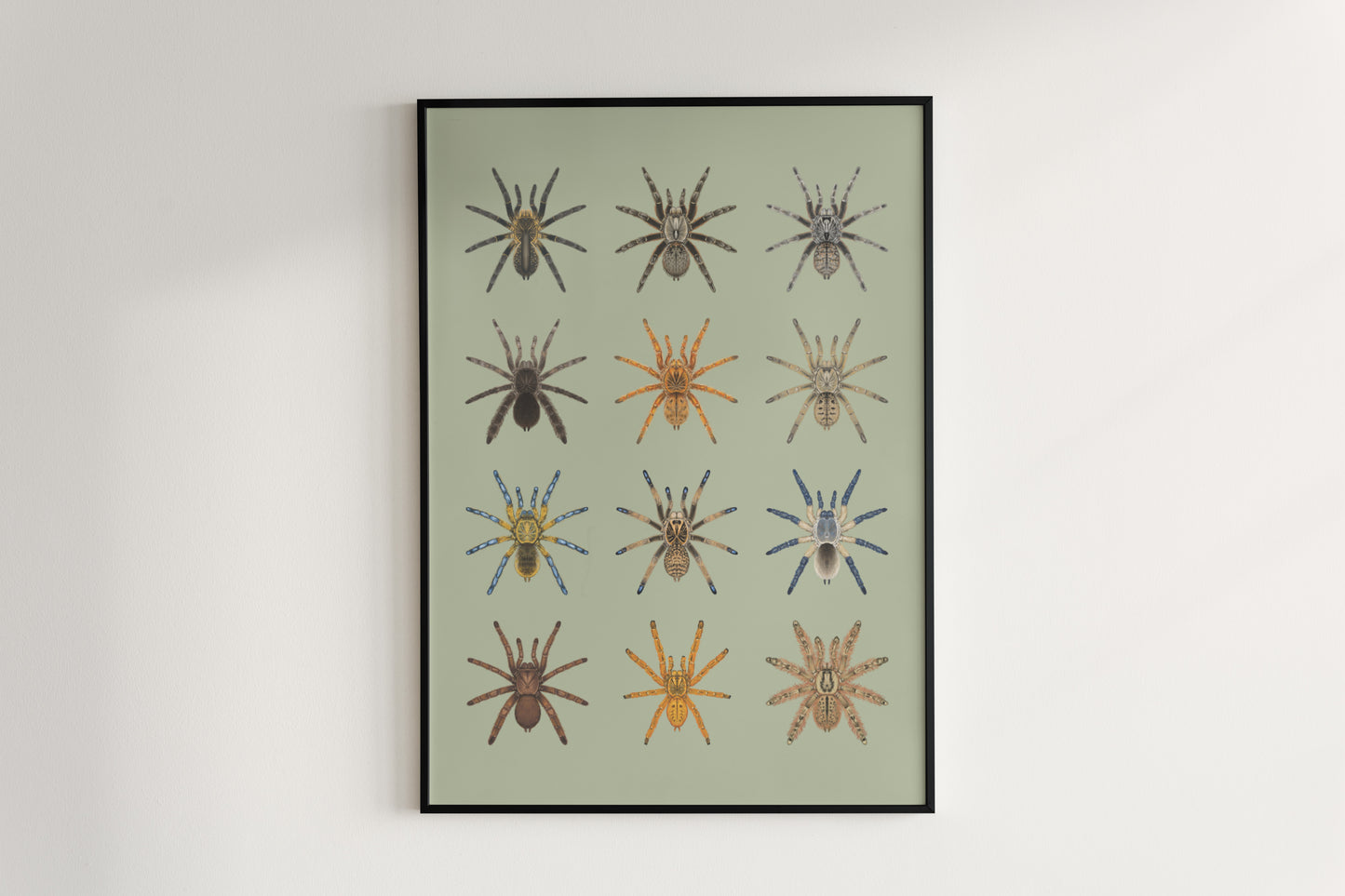 The Baboon Tarantulas Poster from The Silk Ranch
