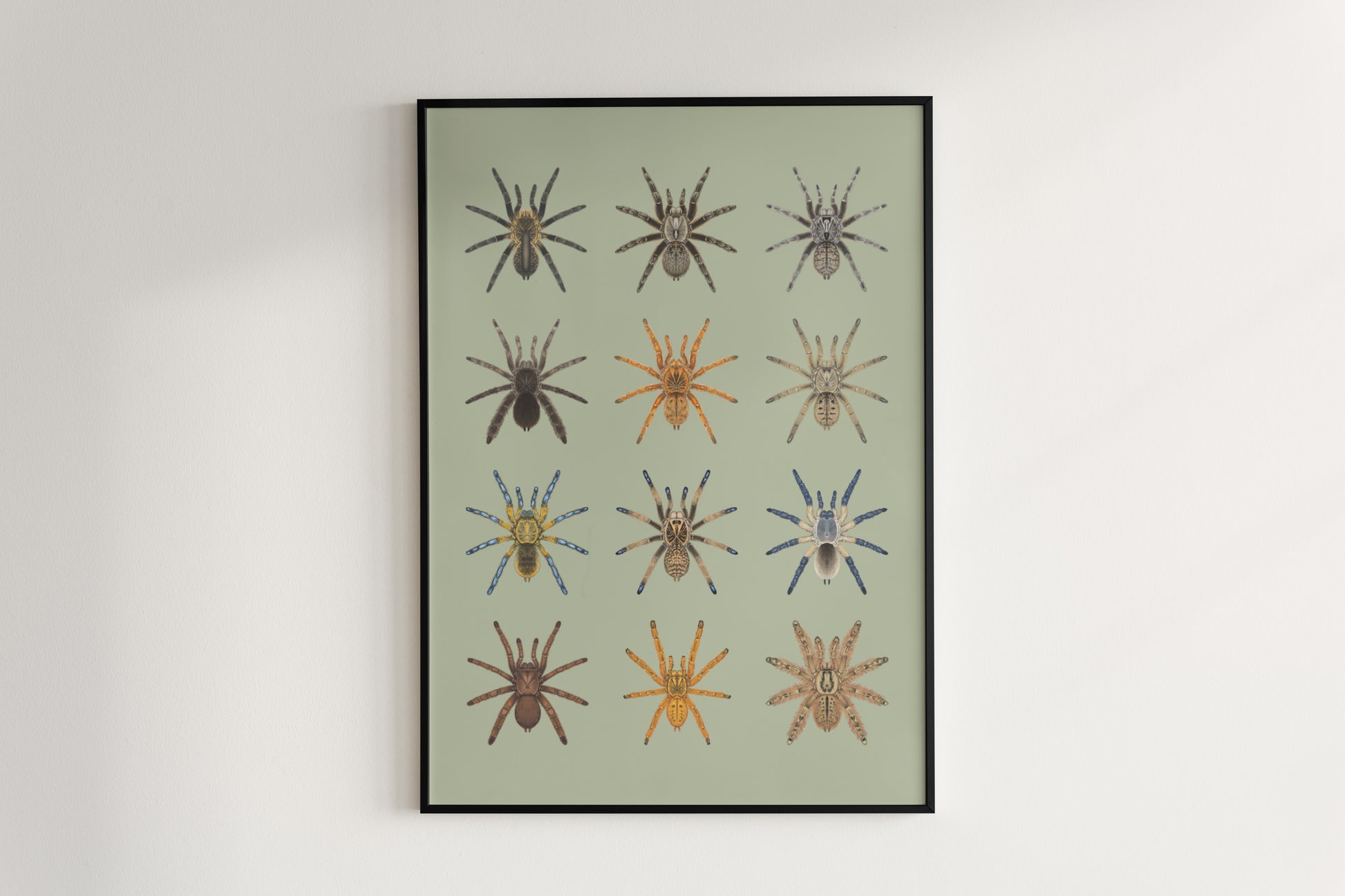 The Baboon Tarantulas Poster from The Silk Ranch
