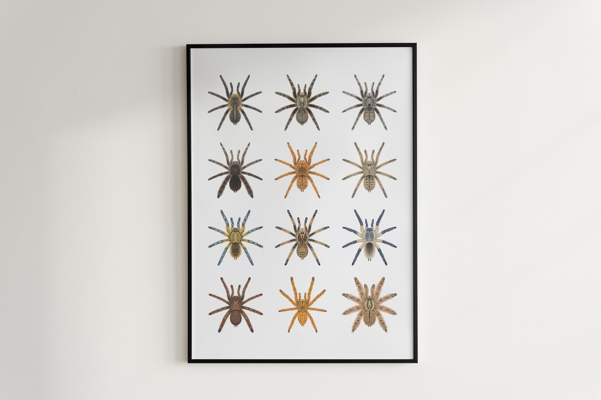 The Baboon Tarantulas Poster from The Silk Ranch