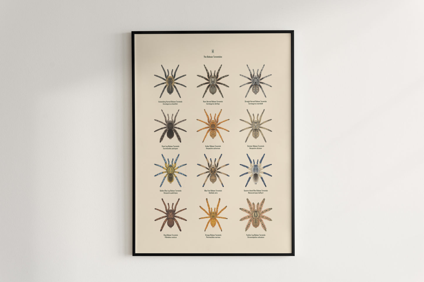 The Baboon Tarantulas Poster from The Silk Ranch