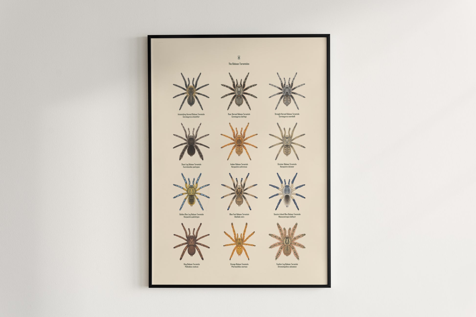 The Baboon Tarantulas Poster from The Silk Ranch