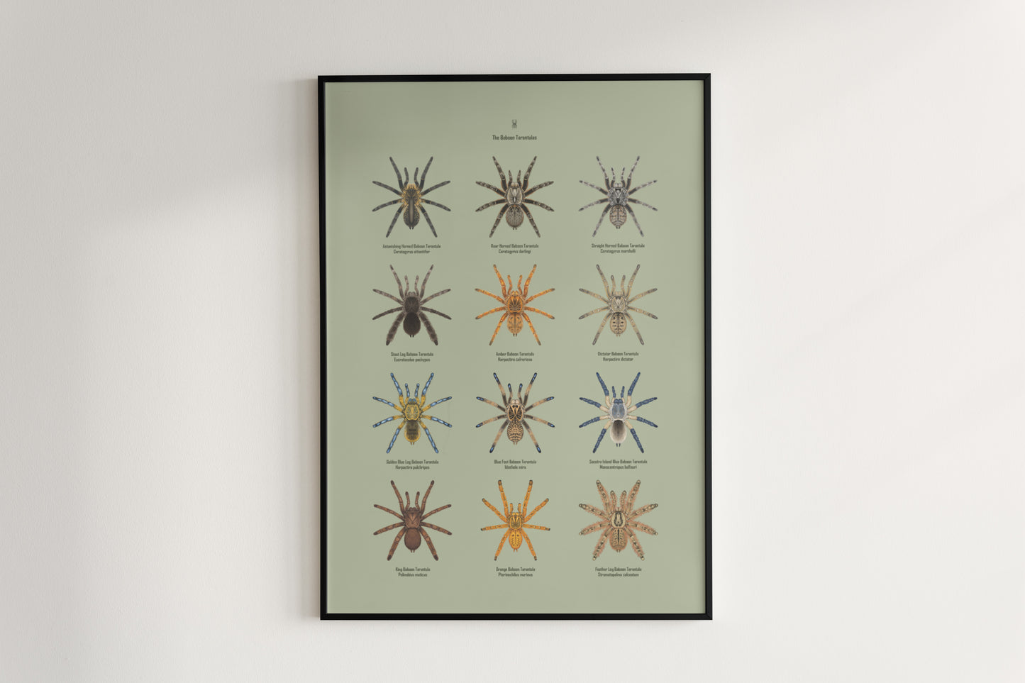 The Baboon Tarantulas Poster from The Silk Ranch