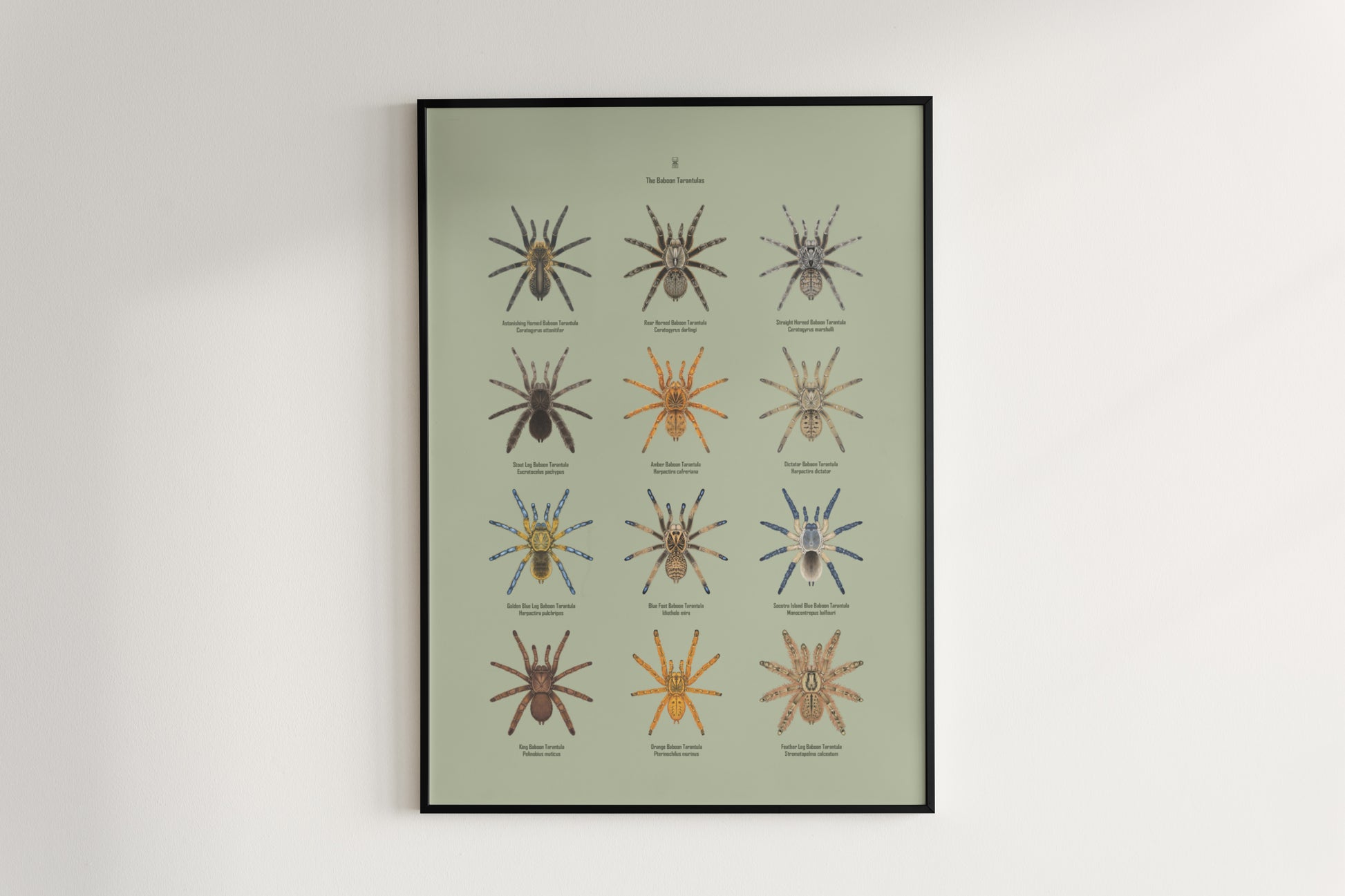 The Baboon Tarantulas Poster from The Silk Ranch
