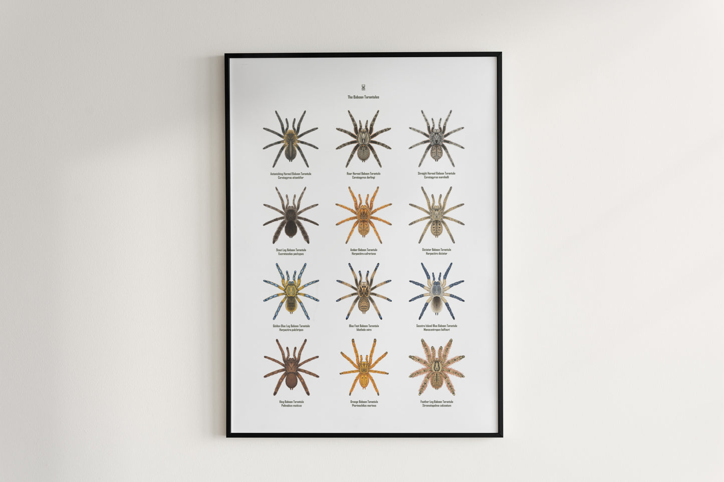 The Baboon Tarantulas Poster from The Silk Ranch