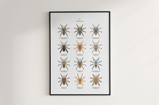 The Baboon Tarantulas Poster from The Silk Ranch