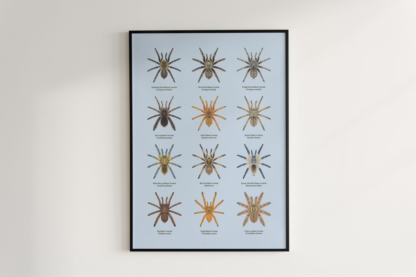 The Baboon Tarantulas Poster from The Silk Ranch