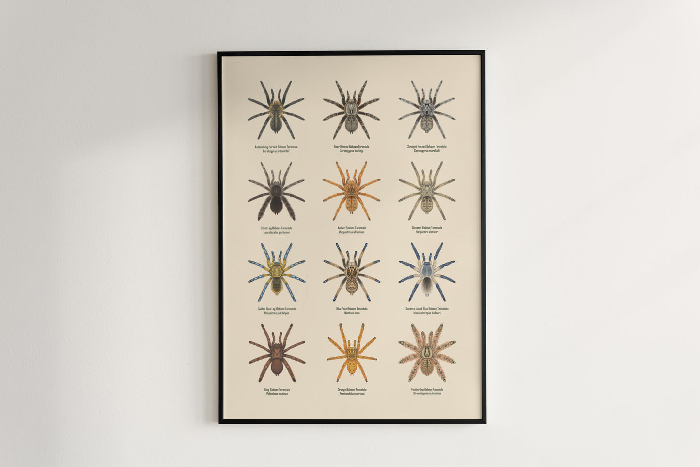 The Baboon Tarantulas Poster from The Silk Ranch