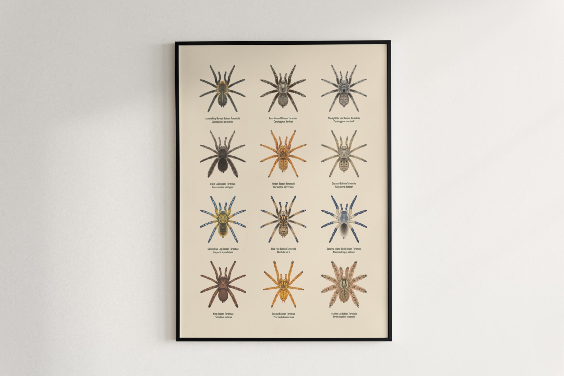 The Baboon Tarantulas Poster from The Silk Ranch