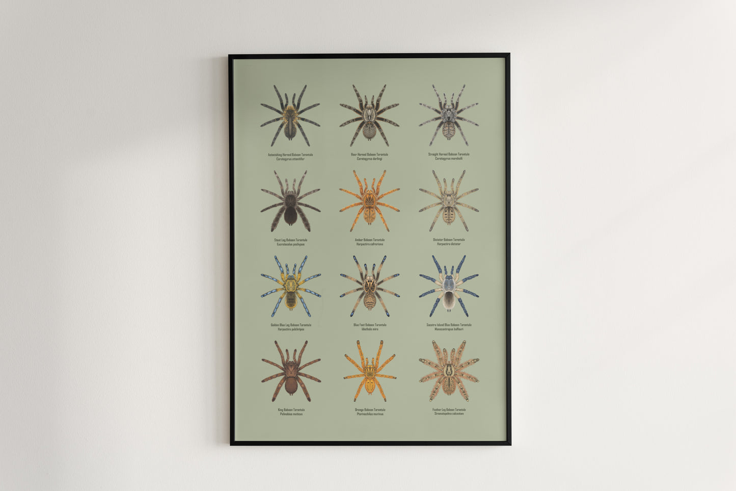 The Baboon Tarantulas Poster from The Silk Ranch