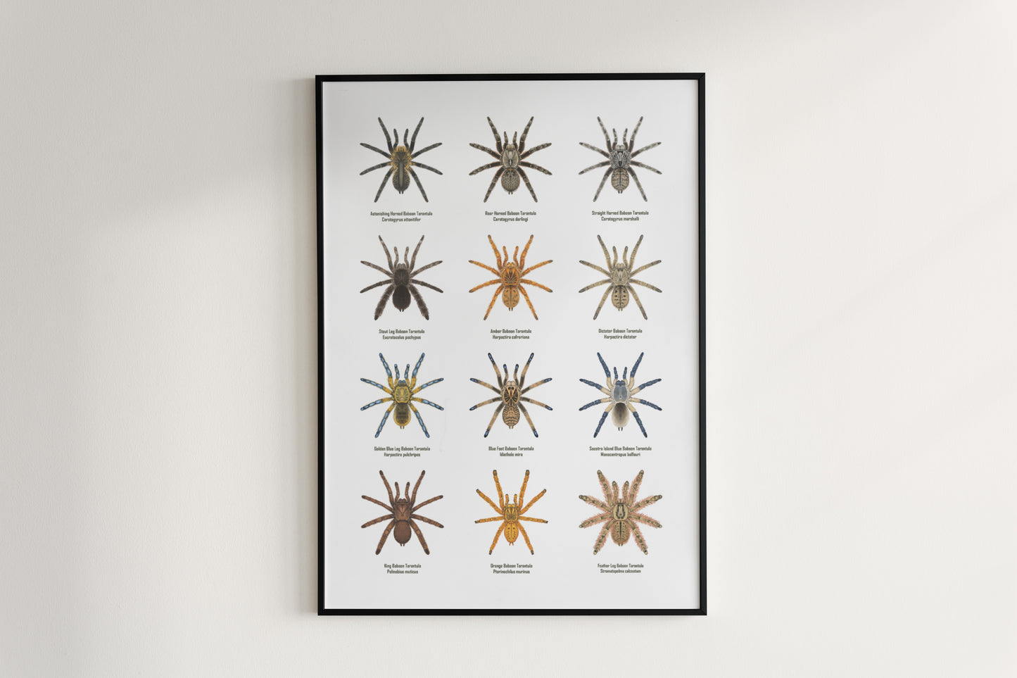 The Baboon Tarantulas Poster from The Silk Ranch
