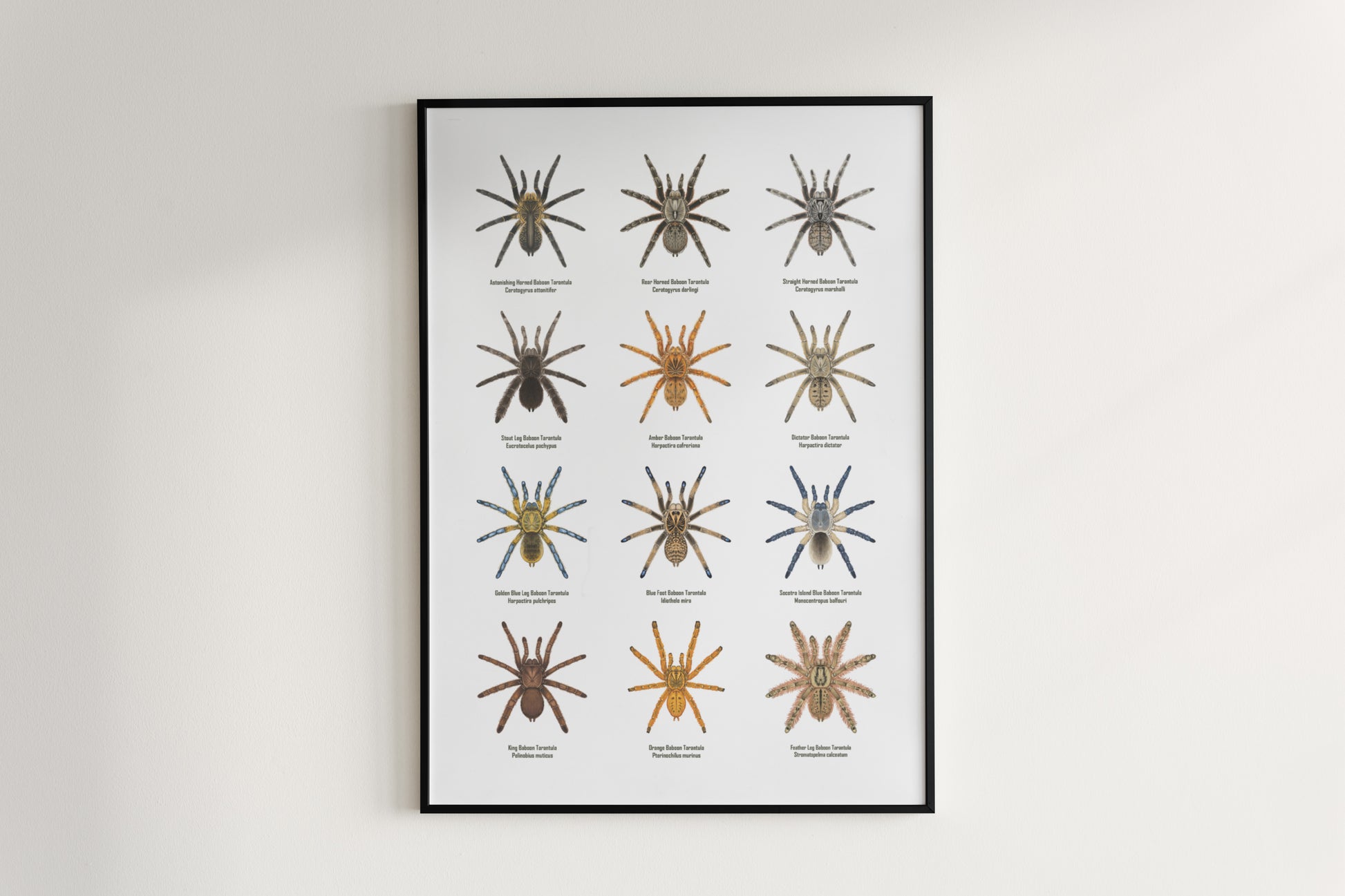 The Baboon Tarantulas Poster from The Silk Ranch