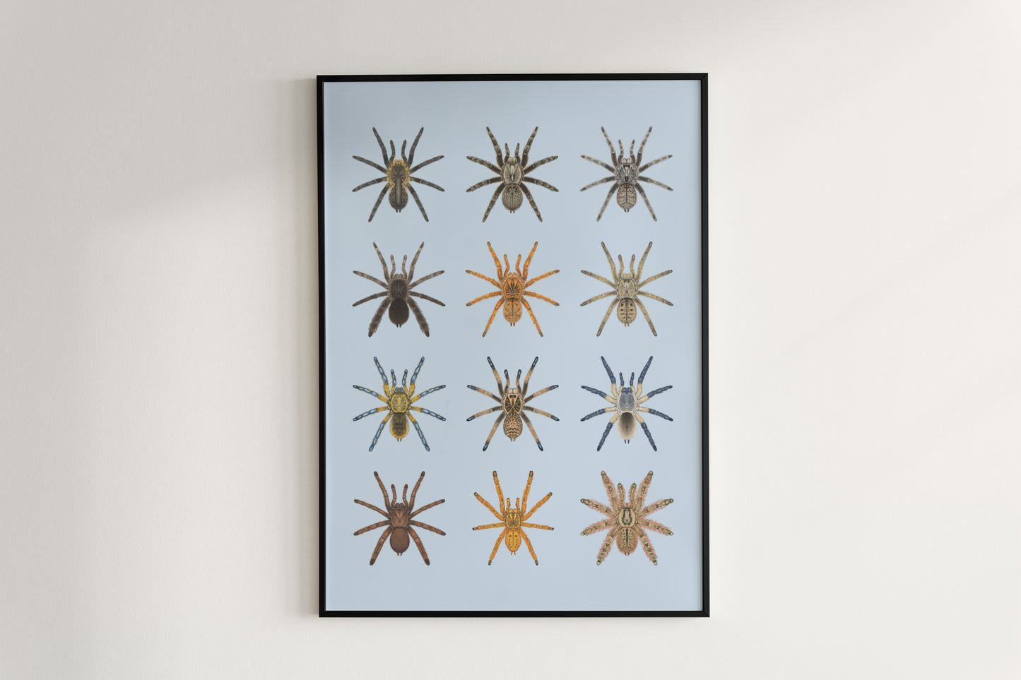 The Baboon Tarantulas Poster from The Silk Ranch