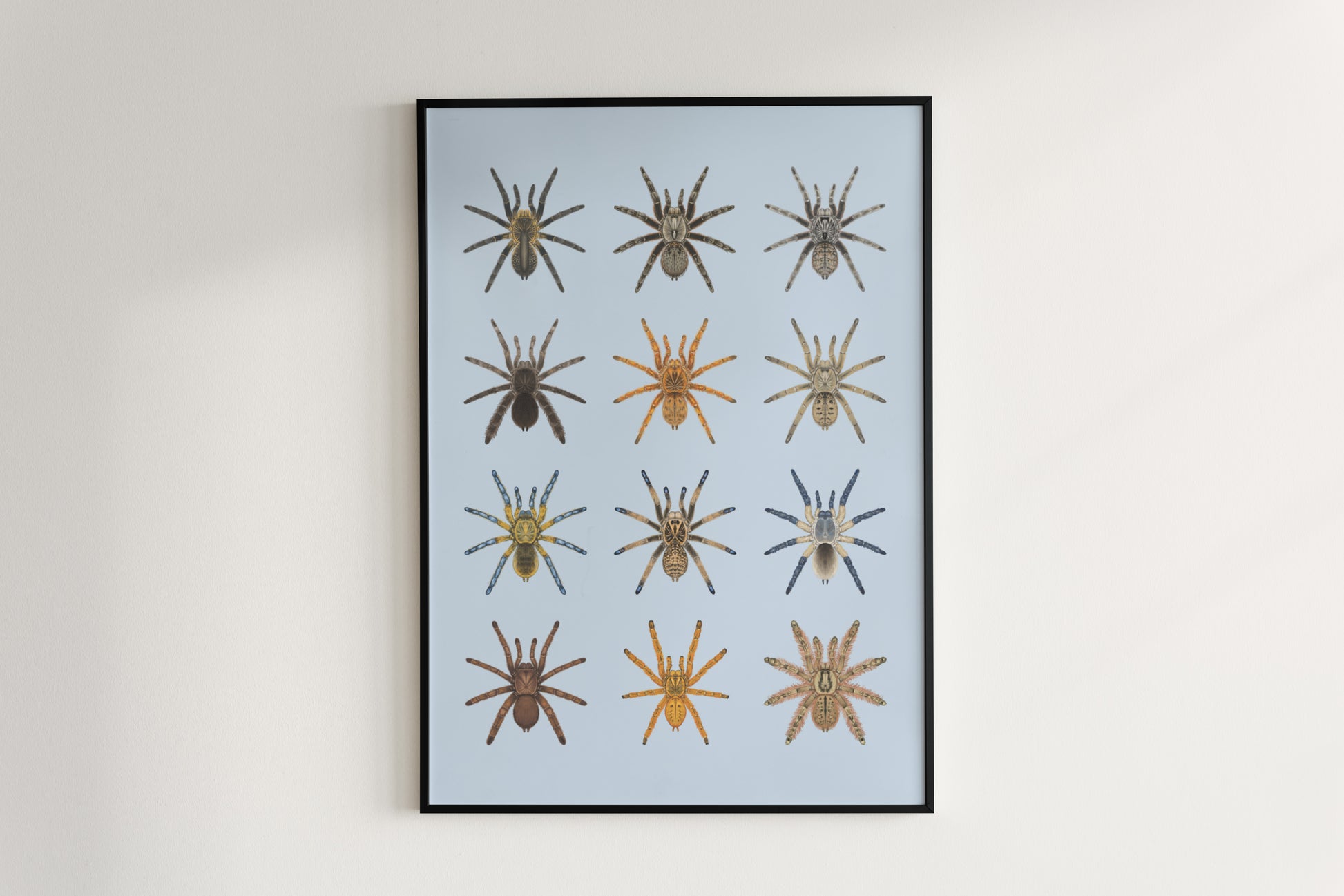 The Baboon Tarantulas Poster from The Silk Ranch