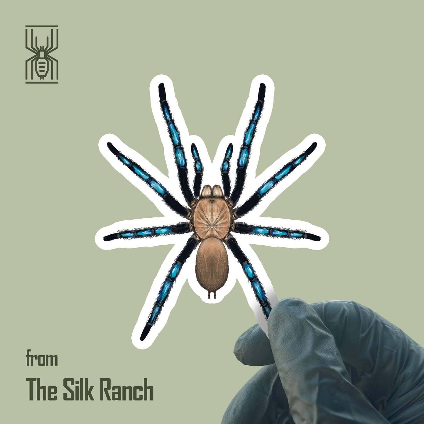 Neon Blue Leg Tarantula Sticker, Birupes Simoroxigorum Waterproof Vinyl Sticker from The Silk Ranch
